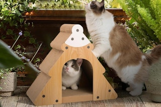 amazon-cat-scratching-tree-1