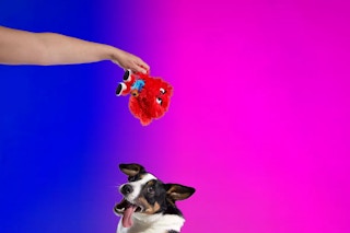 macys pets