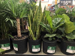 potted plants at walmart