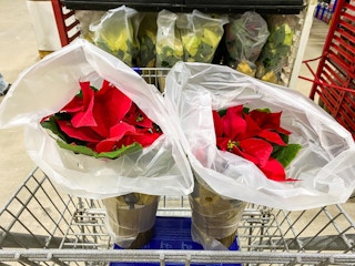 1 quart poinsettias lowes black friday 2021jpg 2 1637942208 1637942208