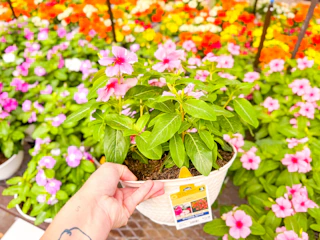 Lowe's 1-gal planter bowl