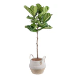 Fiddle Leaf Fig House Plant