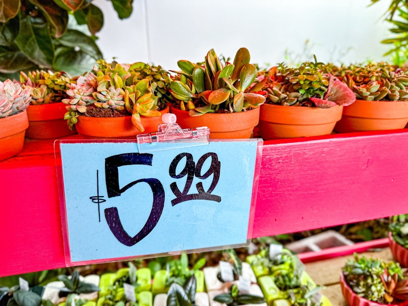 trader-joes-45