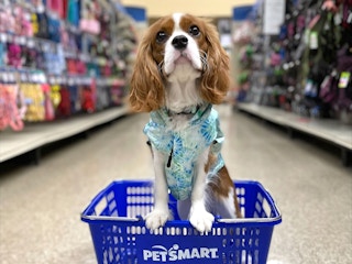 dog friendly stores king charles spaniel petsmart basket 1681760708 1681760708