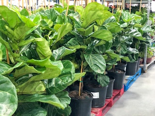 costco fiddle leaf fig tree4 1623113201 1623113201