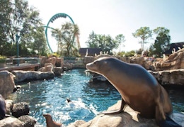 Get a Ticket to SeaWorld Orlando for Just $64 at Groupon (Reg. $153)  card image