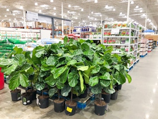 costco fiddle fig leaf plant feb 2023 1677172429 1677172429