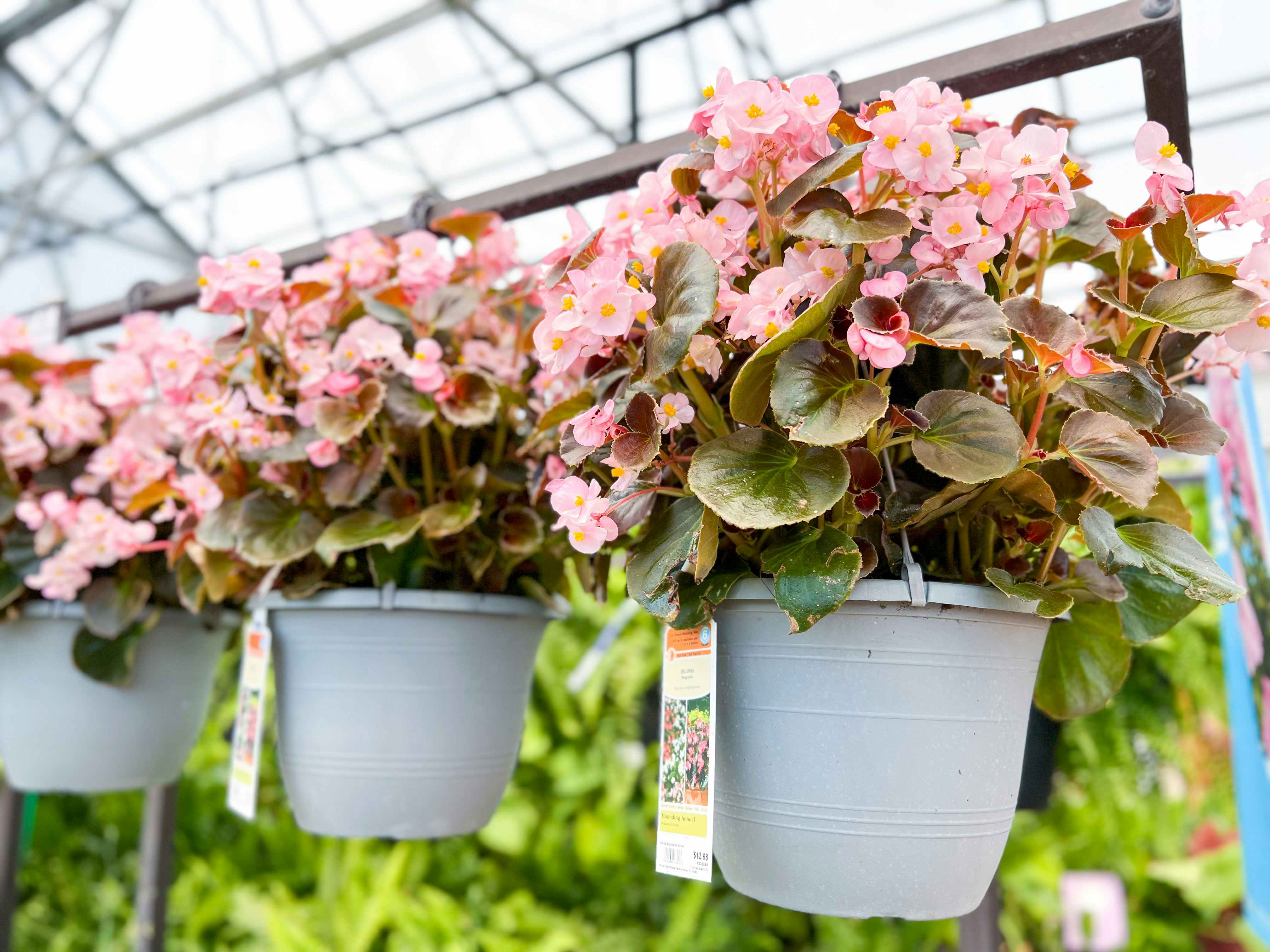 Lowe’s Springfest Deal: $10 Hanging Flower and Fern Baskets
