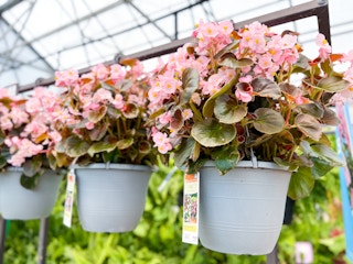 lowes 15 gallon hanging flower baskets 1684426594 1684426595