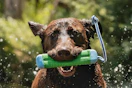 a dog grabbing a chuckit fetch toy