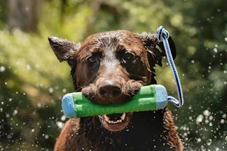 a dog grabbing a chuckit fetch toy