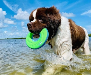 flying disc dog toy