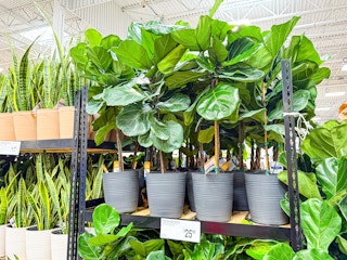 sams-club-plants-3