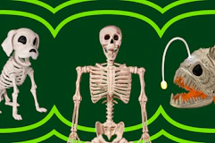 Wayfair Skeleton Themed Decor