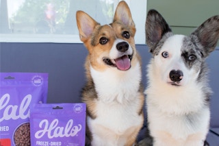 two cute dogs with their ears up sitting next to halo dog food