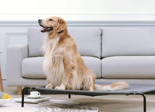 Elevated Dog Bed