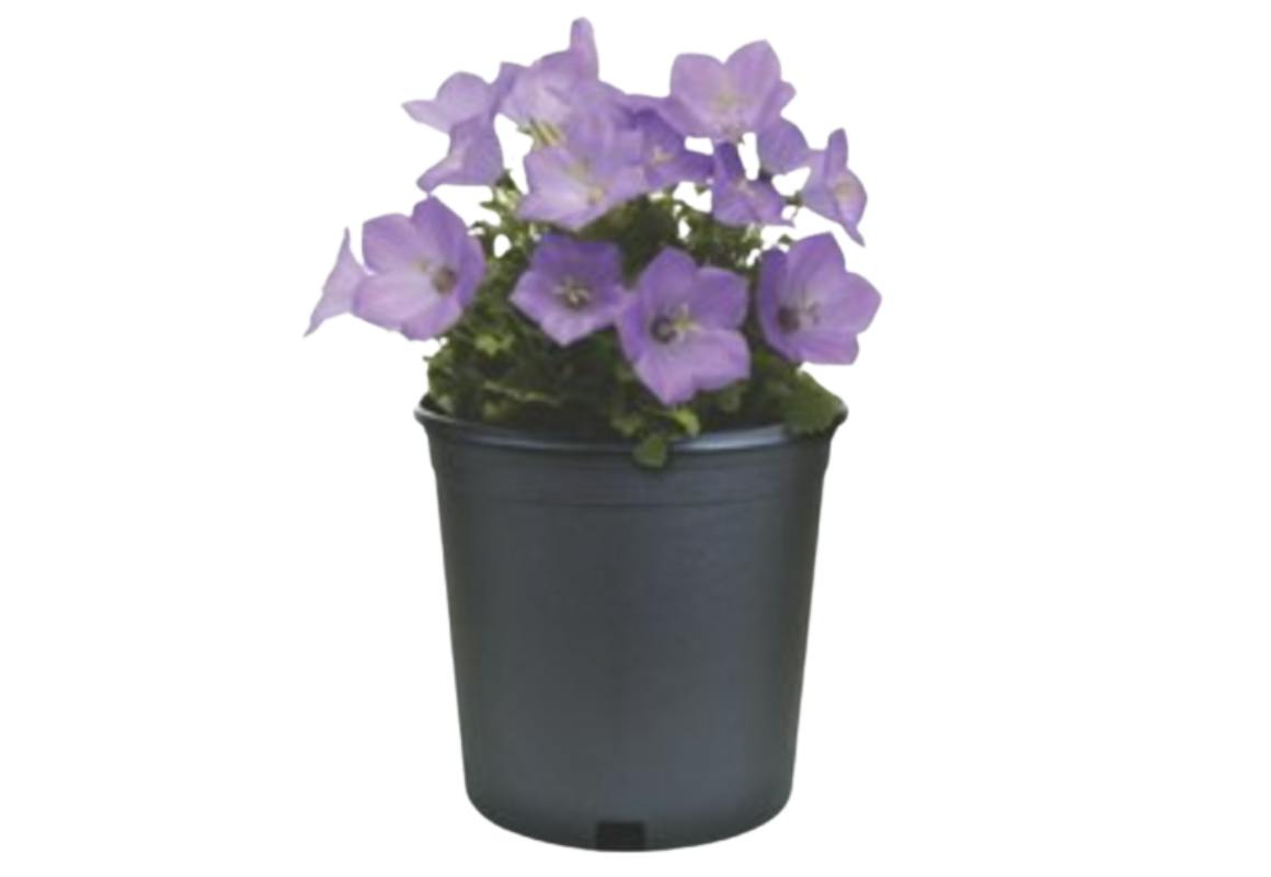 2 Perennials