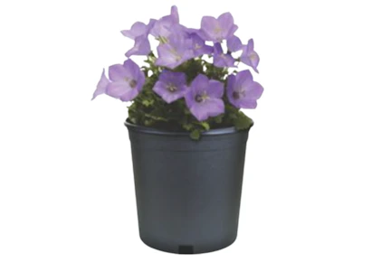 2 Perennials