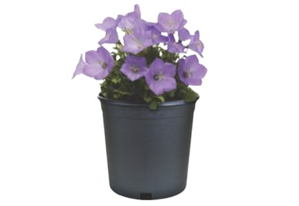 2 Perennials