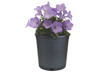 2 Perennials