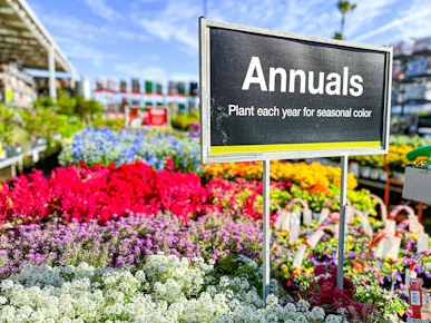 Annuals Trays