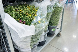 14-inch Fall Mums Are Back at Costco for Just $16.99 Each card image