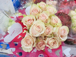 light pink roses