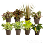 Assorted Foliage Houseplant 8-Pack