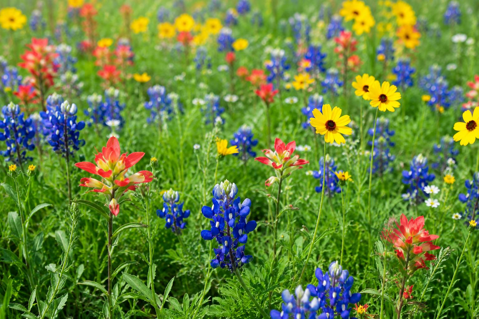 Free Pollinator Seed Packet