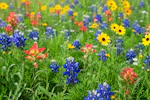 Free Pollinator Seed Packet