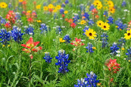 Free Pollinator Seed Packet