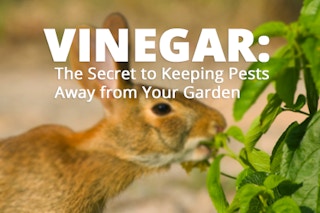 rabbit eating garden plant