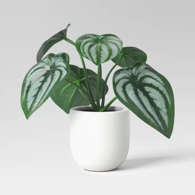 Threshold Faux Peperomia