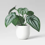 Threshold Faux Peperomia