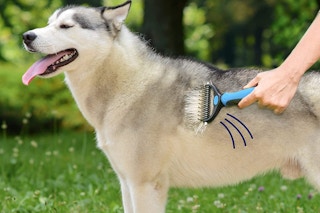 Deshedding brush grooming a dog