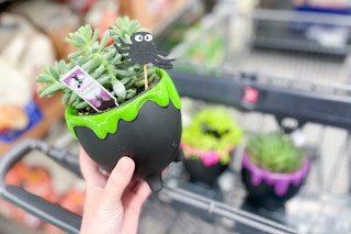aldi Halloween Succulent