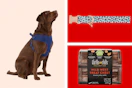 collage image of a dog wearing a harness, a box of dog treats, and a collar