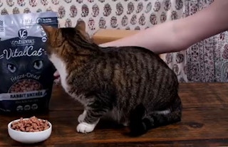 A cat looking at a bag of cat treats.