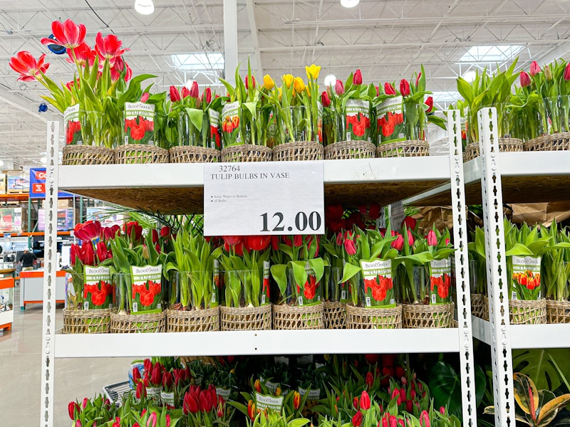 costco-tulips-1