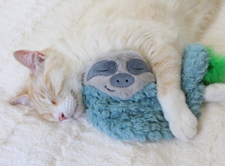 a cat with a blue sloth plush toy