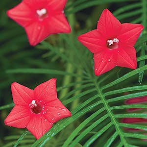 Red Cypress Vine Seeds