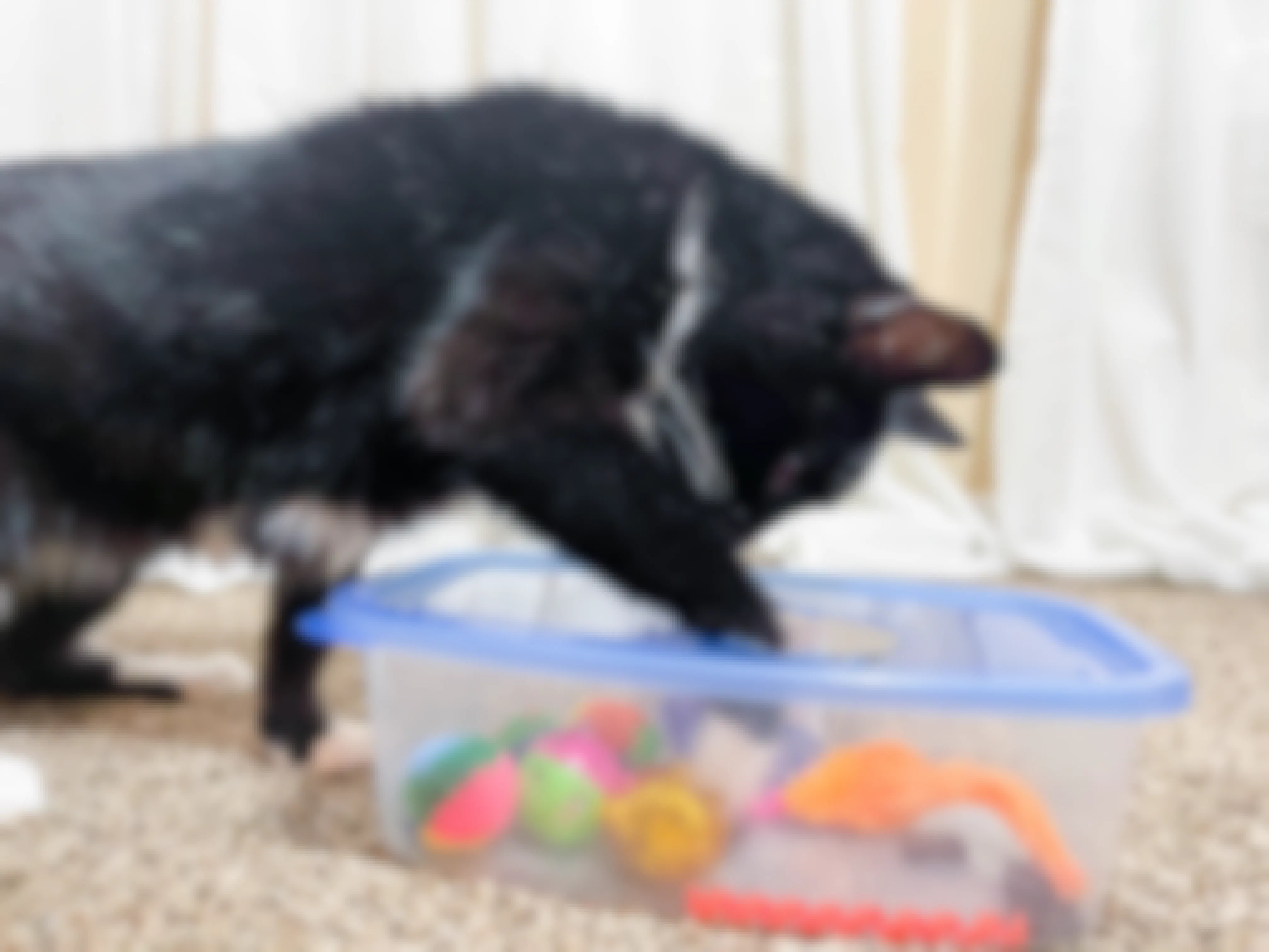 18 Cat Tips for Homemade Cat Food, Trees, & Toys