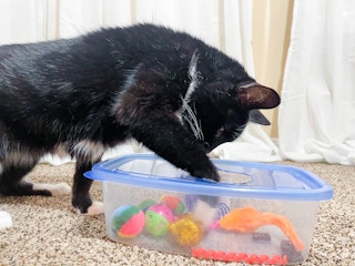a cat playing with cat toys in a tupperware through a hole cut into a lid