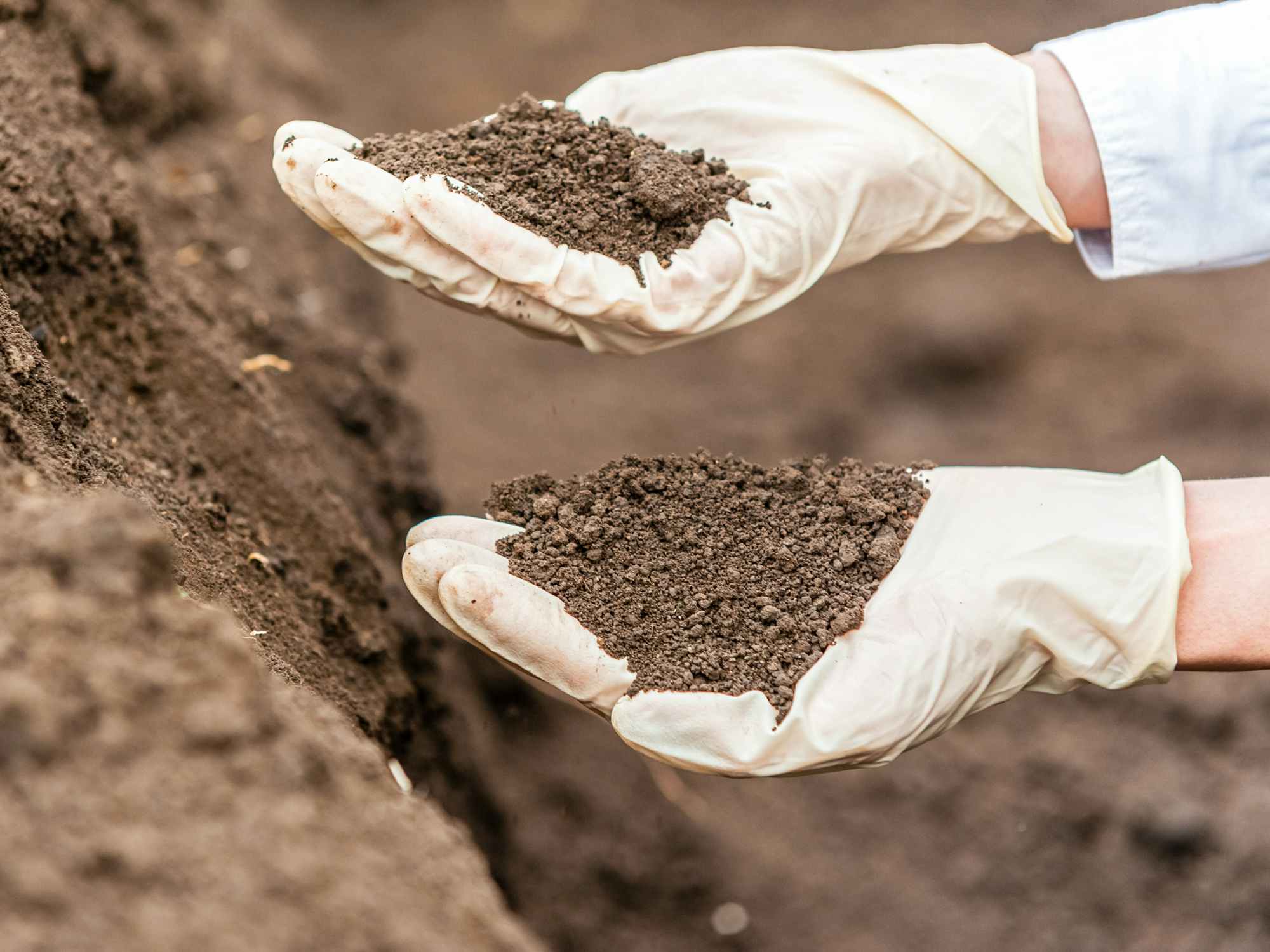 person looking at dirt in their hands