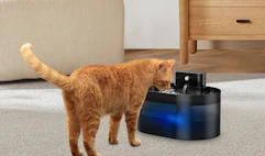 a cat at a pet water fountain