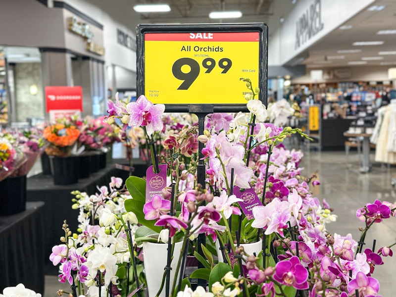 kroger-valentines-day-clearance-orchid