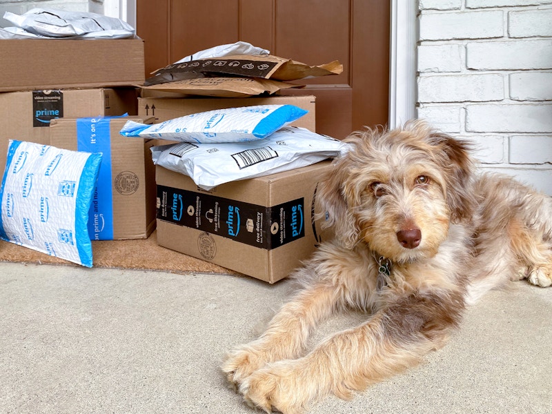 amazon-many-boxes-packages-porch-dog-53