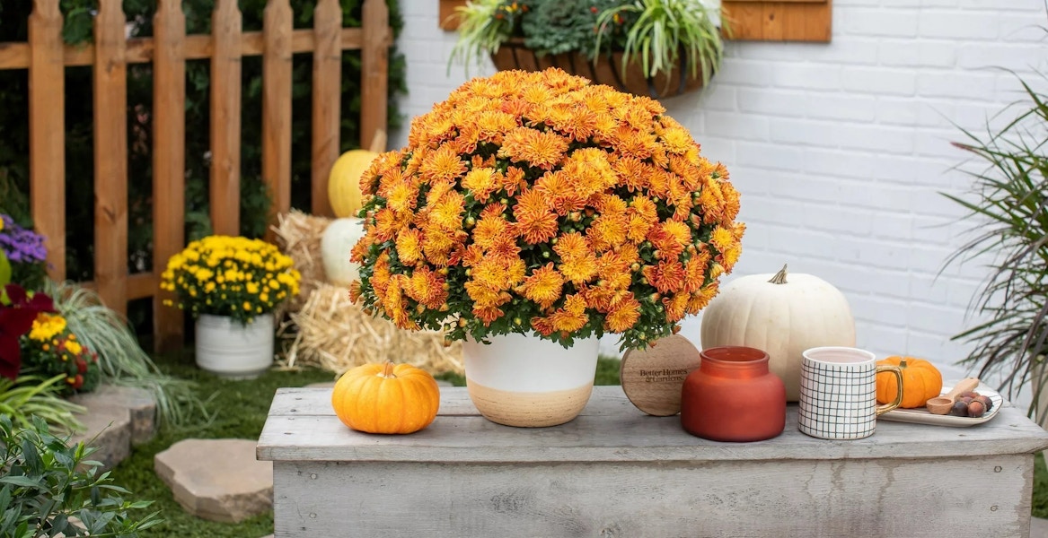 some Better Homes & Gardens pumpkin spice mums from Walmart