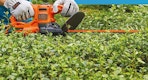 a hedge trimmer trimming hedges