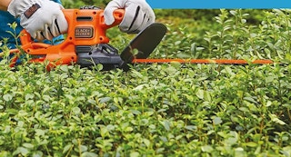 a hedge trimmer trimming hedges